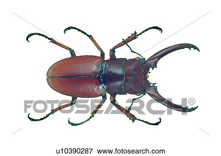 Stock Photo - Antennae, Close-Up, Brown, Beetle, Animal Limb. Fotosearch