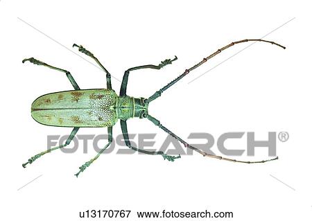 Stock Photo - Antennae, Cut Out, Close-Up, Beetle, Animal Limb. Fotosearch