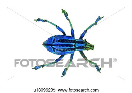 Antennae, Cut Out, Close-Up, Blue, Animal Limb View Large Photo Image Stock Photography - Antennae, Cut Out, Close-Up, Blue, Animal Limb. Fotosearch