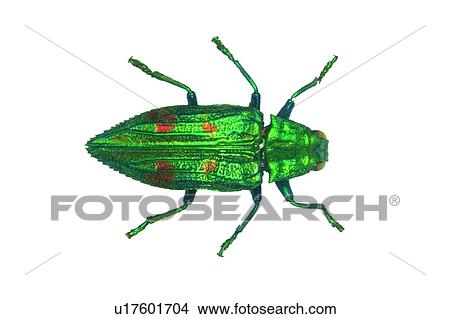 Picture - Antennae, Dead Animal, Cut Out, Close-Up, Animal Limb. Fotosearch