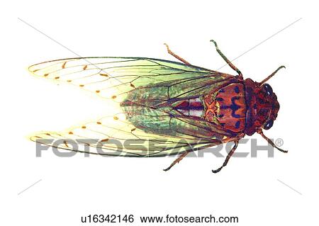 Antennae, Dead Animal, Cut Out, Close-Up, Animal Limb View Large Photo Image Stock Photograph - Antennae, Dead Animal, Cut Out, Close-Up, Animal Limb. Fotosearch
