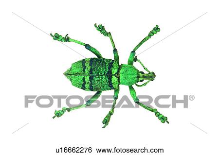 Antennae, Dead Animal, Cut Out, Close-Up, Animal Limb View Large Photo Image Stock Photograph - Antennae, Dead Animal, Cut Out, Close-Up, Animal Limb. Fotosearch