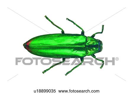 Stock Photography - Antennae, Dead Animal, Cut Out, Close-Up, Animal Limb. Fotosearch