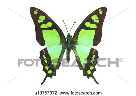 Stock Image - Beauty In Nature, Insect, Nature, White Background. Fotosearch