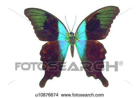 Picture - Beauty In Nature, Natural Pattern, Brown, Blue, Natural. Fotosearch