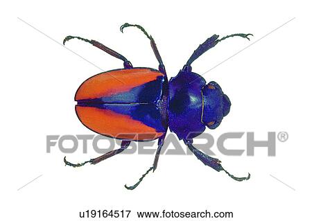Beetle, Close-Up, Brown, Black, Animal Limb View Large Photo Image Stock Photo - Beetle, Close-Up, Brown, Black, Animal Limb. Fotosearch