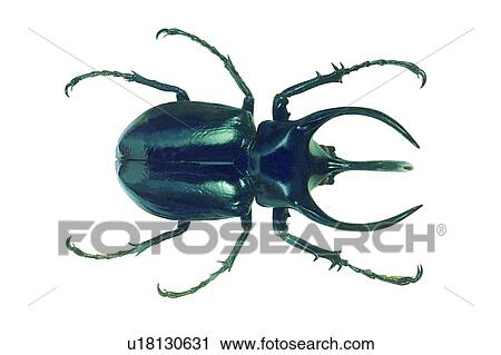Beetle, Cut Out, Close-Up, Black, Animal Limb View Large Photo Image Stock Image - Beetle, Cut Out, Close-Up, Black, Animal Limb. Fotosearch