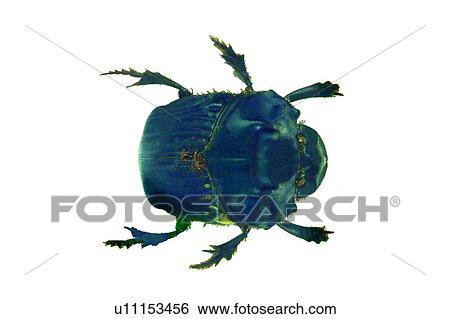 Beetle, Cut Out, Close-Up, Black, Animal Limb View Large Photo Image Stock Photograph - Beetle, Cut Out, Close-Up, Black, Animal Limb. Fotosearch