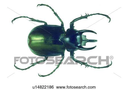 Beetle, Cut Out, Close-Up, Black, Animal Limb View Large Photo Image Stock Photograph - Beetle, Cut Out, Close-Up, Black, Animal Limb. Fotosearch