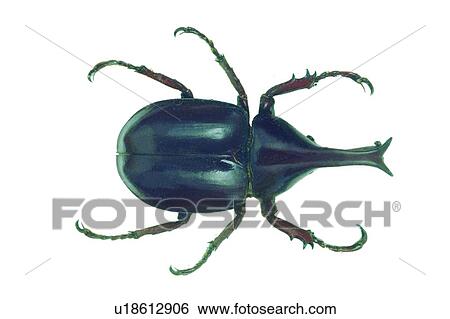 Beetle, Cut Out, Close-Up, Black, Animal Limb View Large Photo Image Stock Photograph - Beetle, Cut Out, Close-Up, Black, Animal Limb. Fotosearch