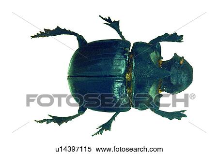 Stock Photography - Beetle, Cut Out, Close-Up, Black, Animal Limb. Fotosearch
