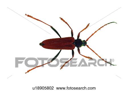 Stock Image - Beetle, Cut Out, Close-Up, Brown, Antennae. Fotosearch