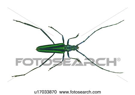 Stock Image - Beetle, Dead Animal, Hard Shell, Cut Out. Fotosearch