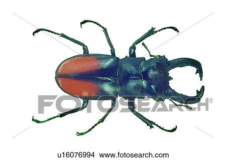 Beetle, Hard Shell, Black, Nature, Wildlife View Large Photo Image Picture - Beetle, Hard Shell, Black, Nature, Wildlife. Fotosearch