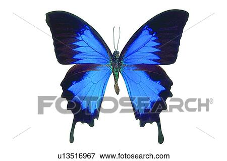 Stock Photo - Black, Close-Up, Butterfly, Blue, Antennae. Fotosearch