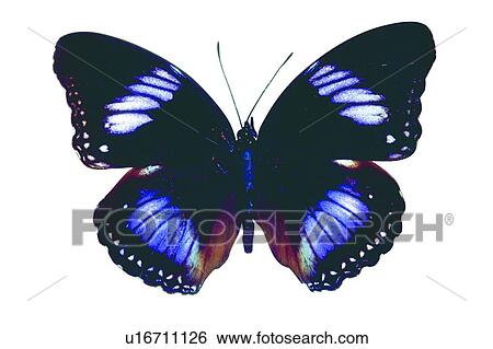 Stock Photograph - Black, Close-Up, Butterfly, Blue, Antennae. Fotosearch