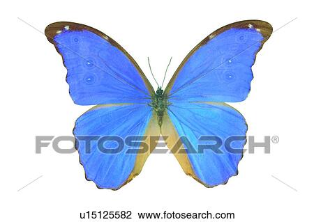 , Blue, Close-Up, Butterfly, Antennae View Large Photo Image Stock Image - , Blue, Close-Up, Butterfly, Antennae. Fotosearch