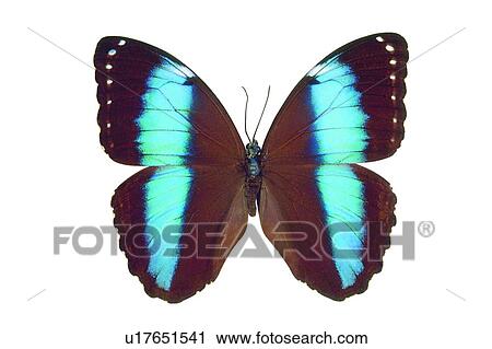 Stock Image - Blue, Close-Up, Butterfly, Brown, Antennae. Fotosearch