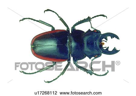 Stock Image - Brown, Animal Limb, Black, Beetle, Antennae, Close-Up, Animal Claw. Fotosearch