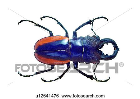 Stock Photograph - Brown, Animal Limb, Black, Beetle, Antennae, Close-Up, Animal Claw. Fotosearch