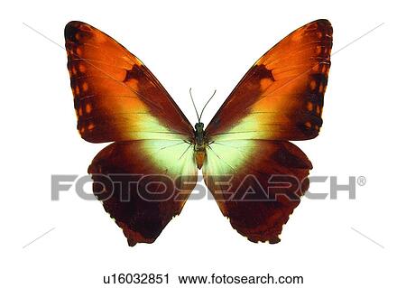 , Brown, Close-Up, Butterfly, Antennae View Large Photo Image Stock Image - , Brown, Close-Up, Butterfly, Antennae. Fotosearch