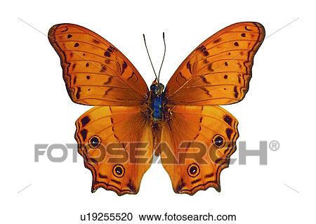 Stock Image - , Brown, Close-Up, Butterfly, Antennae. Fotosearch