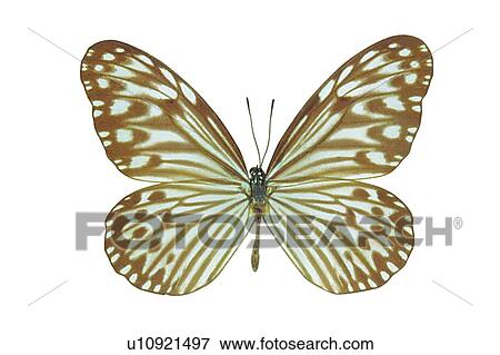 Stock Photo - , Brown, Close-Up, Butterfly, Antennae. Fotosearch