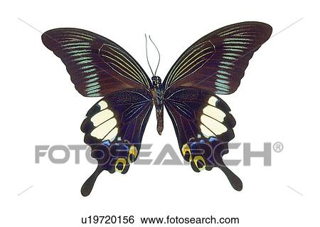 Stock Photograph - , Brown, Close-Up, Butterfly, Antennae. Fotosearch