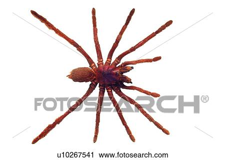 Brown, Dead Animal, Cut Out, Close-Up, Animal Limb View Large Photo Image Stock Image - Brown, Dead Animal, Cut Out, Close-Up, Animal Limb. Fotosearch