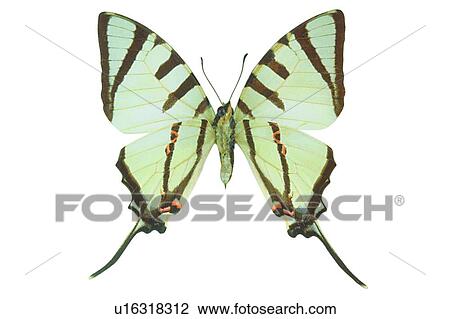 Stock Image - Brown, Natural Pattern, Beauty In Nature, Nature, Multi-Colored, White, Wing. Fotosearch