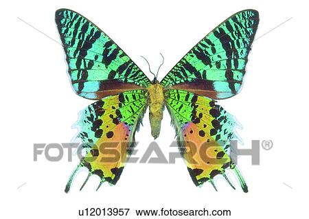 Bug, Animal Themes, Wildlife, Spread, Nature View Large Photo Image Stock Photo - Bug, Animal Themes, Wildlife, Spread, Nature. Fotosearch