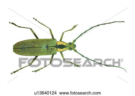 Bug, Green, Beetle, Animal Themes, Cut Out, Antennae View Large Photo Image Picture - Bug, Green, Beetle, Animal Themes, Cut Out, Antennae. Fotosearch
