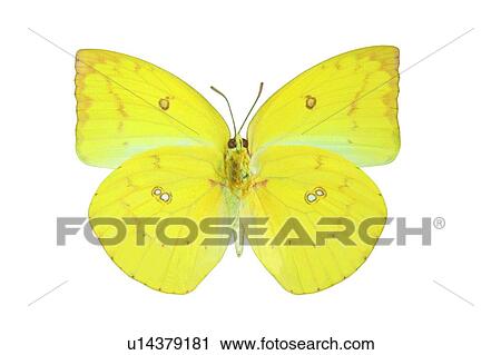 Stock Image - Butterfly, Close-Up, Yellow, Insect. Fotosearch
