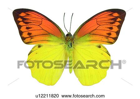 Stock Image - , Butterfly, Cut Out, Close-Up, Antennae. Fotosearch
