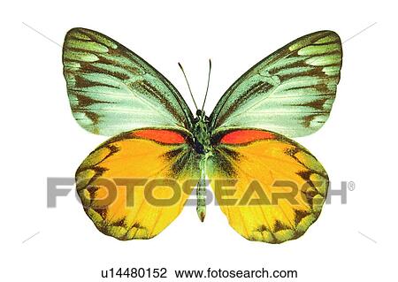 Stock Image - , Butterfly, Cut Out, Close-Up, Antennae. Fotosearch