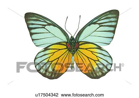 , Butterfly, Cut Out, Close-Up, Antennae View Large Photo Image Stock Image - , Butterfly, Cut Out, Close-Up, Antennae. Fotosearch