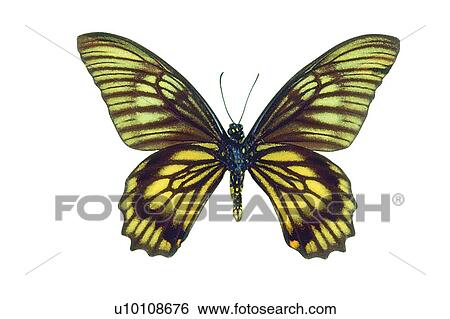 Butterfly, Moth, Beauty In Nature, White Background, Natural Pattern View Large Photo Image Stock Photograph - Butterfly, Moth, Beauty In Nature, White Background, Natural Pattern. Fotosearch