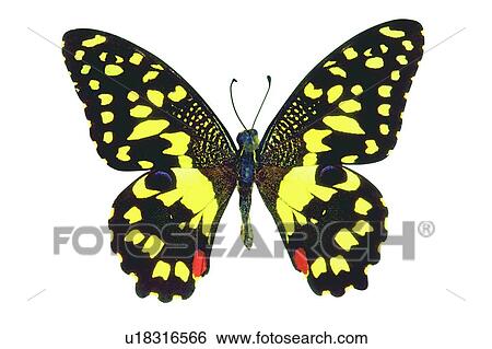 Stock Photograph - , Butterfly, Wing, Antennae, White Background. Fotosearch