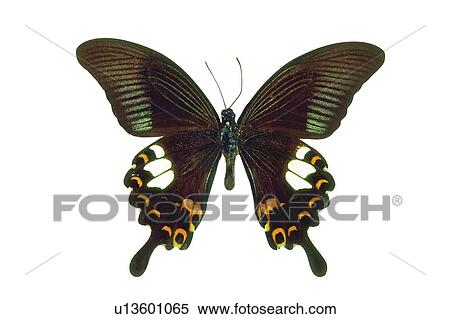 Stock Photography - Close-Up, Black, Moth, Beauty In Nature. Fotosearch