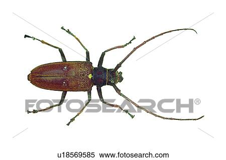 Stock Photography - Close-Up, Brown, White Background, Nature. Fotosearch