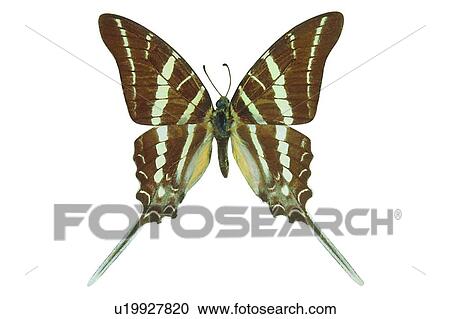 Close-Up, Natural Pattern, Moth, Cut Out, Animal Themes, Nature, Antennae View Large Photo Image Stock Image - Close-Up, Natural Pattern, Moth, Cut Out, Animal Themes, Nature, Antennae. Fotosearch
