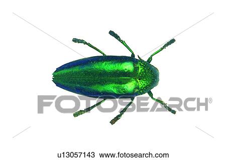 Stock Image - Cut Out, Animal Themes, Iridescent, Nature, Close-Up, Animal Limb. Fotosearch
