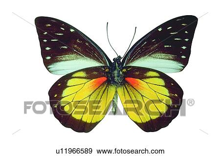 Stock Photo - , Cut Out, Moth, Multi-Colored, Wing, Butterfly. Fotosearch