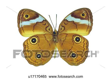 Stock Photography - Dead Animal, Natural, Butterfly, Moth, Close-Up. Fotosearch