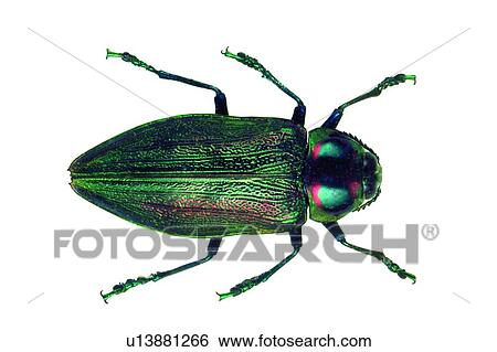 Green, Close-Up, Natural, Iridescent, Animal Themes View Large Photo Image Stock Photograph - Green, Close-Up, Natural, Iridescent, Animal Themes. Fotosearch