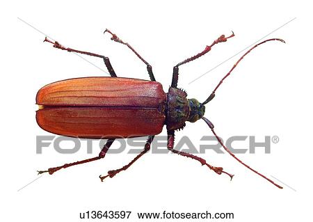 Hard Shell, Animal Limb, White Background View Large Photo Image Stock Photo - Hard Shell, Animal Limb, White Background. Fotosearch