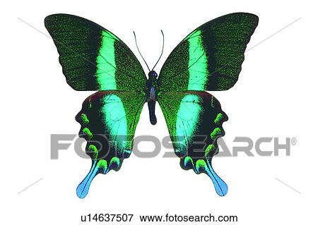Stock Photo - Image Dictionary, Natural, Turquoise, White Background, Wildlife, Wing. Fotosearch