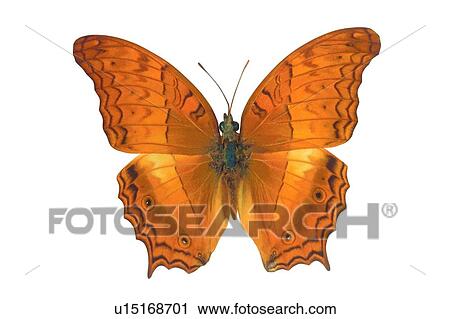 Stock Image - Insect, Brown, Butterfly, Wing, Cut Out, Close-Up, Spread. Fotosearch
