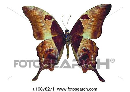 Insect, Butterfly, Brown, Animal Themes, One Animal, Multi-Colored View Large Photo Image Stock Image - Insect, Butterfly, Brown, Animal Themes, One Animal, Multi-Colored. Fotosearch