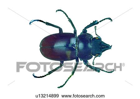 Stock Photo - Insect, Cut Out, Nature, Brown, Dead Animal. Fotosearch